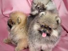 Увидеть фото Собаки и щенки Померанский миниатюрный шпиц 32551287 в Армавире