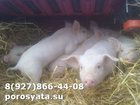 Уникальное фото Другие животные Поросята месячные 34279461 в Азове