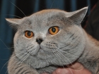 Скачать бесплатно фото Вязка кошек Вязка с котом Очень красивые котята 59345428 в Балашихе