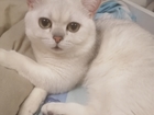 Скачать бесплатно изображение Вязка кошек кот для вязки британский шиншила 86213006 в Балашихе