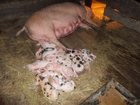 Увидеть изображение Корм для животных продам поросят свиней разных пород 33922684 в Барнауле