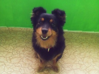 Увидеть фото Вязка собак ищем кабеля шпица или той-терьера со шпицем 66517985 в Белгороде