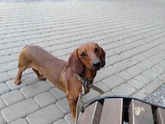 Свежее изображение Вязка собак такса кобель, вязка ищет дамму 69795705 в Белгороде