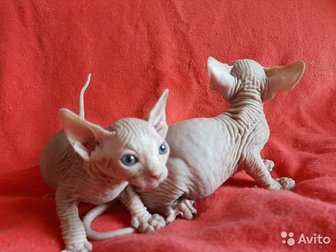 Породистые котята, д,  р,  6, 03, 20,, от чистокровных родителей, продаются в Белгороде