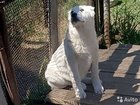 Белый щенок сао (девочка)