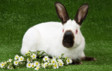 Продам кроликов и мясо кроликов калифорнийская порода