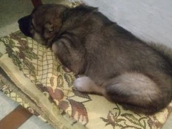 Продам щенка алабая, возраст 1, 5 мес, , кушает всё, уши и хвост купированы в Братске