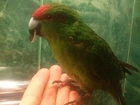 Скачать бесплатно foto Птички и клетки Продаю попугай Какарик зелёного окраса 54420455 в Чебоксарах