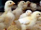 Просмотреть foto  Продажа комбикорма для птиц 69853277 в Чебоксарах