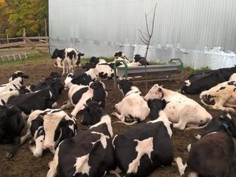 Свежее изображение Другие животные Продам бычков на откорм от 100 кг 71966460 в Чебоксарах