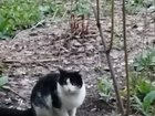 Черно-белый пятнистый кот