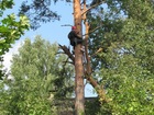 Смотреть foto  Спил опасных деревьев, Качественно, Не дорого 73633608 в Череповце