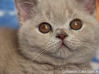 Свежее фото Кошки и котята Британский лиловый котик из питомника 32366446 в Екатеринбурге