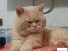 Свежее фотографию  вязка с британским крупным котом 32566537 в Екатеринбурге