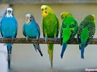Скачать бесплатно фото Птички попугаи, птицы, черепахи, 32702608 в Екатеринбурге