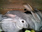 Уникальное фото Грызуны Продам кроликов 33553561 в Горно-Алтайске
