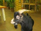Скачать бесплатно foto Другие животные Камерунский козел 32763806 в Иваново