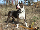 Скачать фото Вязка собак Американский стаффордширский терьер 39671735 в Иваново