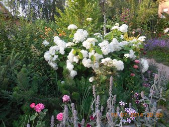 Просмотреть фотографию Растения Садовые растения 32668521 в Иваново