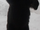Увидеть фотографию  продам чучело медведя отличного качества 70833333 в Ижевске