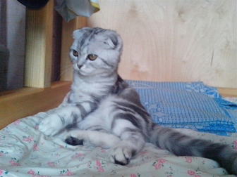 Уникальное фотографию  кот британец ждёт невесту котята от 2000 40487652 в Ярославле