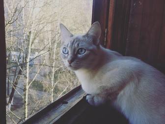 Скачать бесплатно изображение Вязка кошек Сиамская Ищем кота для первой вязки для нашей девочки, 66498580 в Ярославле