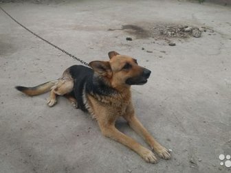 отдадим собаку,  негде держать всю жизнь охраняла деревенский дом на цепи возраст 5-6 лет в Ярославле