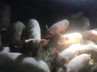Свежее фотографию  Продам оптом семью свиней на развод 43 шт, 70085964 в Электрогорске