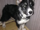 Скачать бесплатно foto Продажа собак, щенков Очень Срочно! В добрые руки! 37765477 в Калининграде