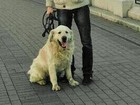 Свежее фотографию Потерянные Пропала собака 38478621 в Калининграде