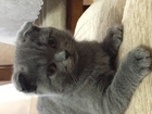 Скачать фото Вязка кошек Шотландская вислоухая кошечка ждёт котика с опытом, 68965108 в Калининграде