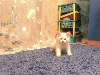 Просмотреть фотографию Отдам даром беленького котенка 33517532 в Калининграде