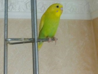 Увидеть foto Потерянные Улетел попугай:( Прсьба откликнуться! 36782034 в Калининграде