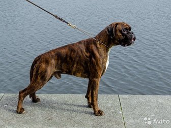 Красивый, ласковый мальчик немецкого боксера ищет семью,собака здорова,вакцинирована с щенячьей картой,  Хорошая родословная и экстерьер, Отличный характер, в Калининграде