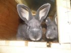 Новое изображение  Кролики продаю 33191757 в Калуге