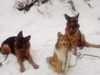 Уникальное фотографию Услуги для животных Дрессировка собак всех пород в Калуге 38436971 в Калуге