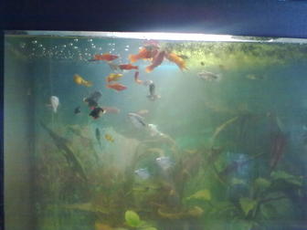 Скачать бесплатно фото Аквариумные рыбки аквариум 200 литров 38397780 в Калуге