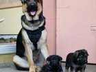 Свежее фото Собаки и щенки Щенки вео 32622912 в Кемерово