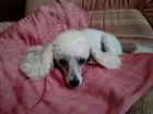 Новое foto Вязка собак Ищем кобеля для вязки той-пуделя 33441479 в Кирове