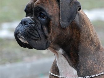 Смотреть изображение Продажа собак, щенков Отдам в заботливые руки немецкого боксера 37789025 в Кирове