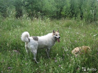 БЕЛКА,  Взрослая, стерилизованная собака,  Подойдёт на охрану,  Содержание: будка или вольер,  Выгул на поводке, в Кирове