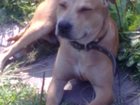 Увидеть фотографию Потерянные пропали 2 собаки породы стаф, 33402866 в Костроме