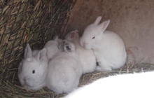 Кролики белые