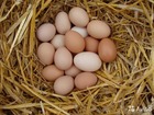 Скачать бесплатно foto Разное яйца от деревенских курочек 53006857 в Коврове