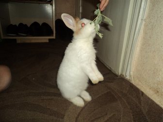 Скачать бесплатно изображение  Карликовый кролик 32908871 в Салавате