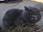 Свежее фотографию Кошки и котята Британские тяжеловесы 32518843 в Красноярске