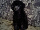 Скачать изображение  Продается щенок карликового пуделя серебристого окраса 32553212 в Красноярске