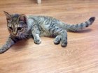 Просмотреть foto Найденные Найдена кошка 34682530 в Красноярске