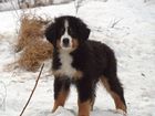 Фотки и картинки Бернская пастушья собака смотреть в Красноярске
