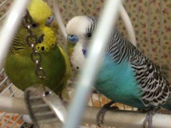 Смотреть фото Птички Продам волнистых попугаев 34009176 в Красноярске